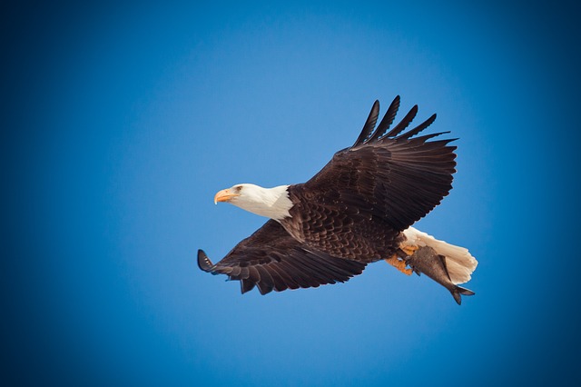 Carrying Eagle’s Feather Good Luck Myths