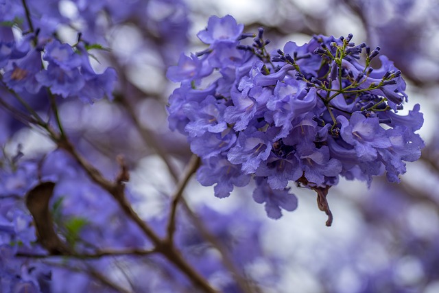 Falling Jacaranda Blossoms Good Luck Myths Image