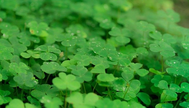 Finding Four-leaf Clover Image