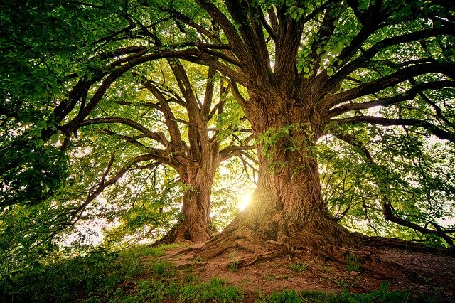 Knocking on Wood Good Luck Myth Image