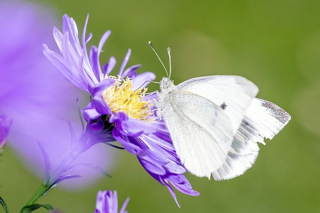 Seeing White Butterfly Good Luck Image